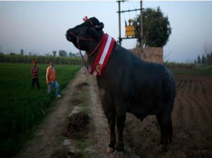champion baffalo yuvraj
