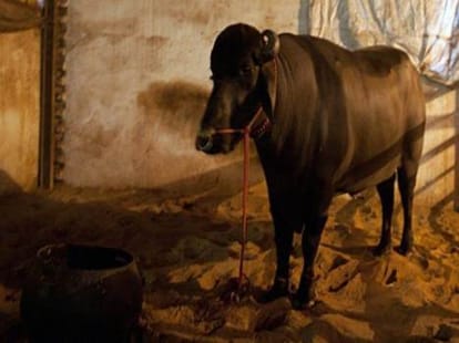 champion baffalo yuvraj
