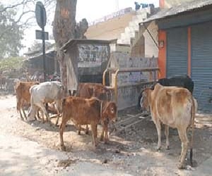 Animal smugglers truck cross Toll Post 