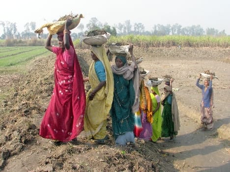 haryana manrega scam accused officers run away