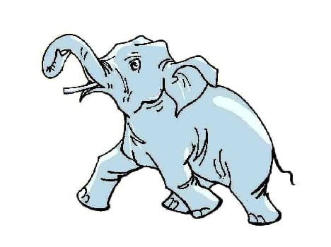 Wild elephants destroy the crop