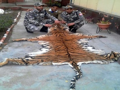 ssb arrest smuggler with tiger skin on border.