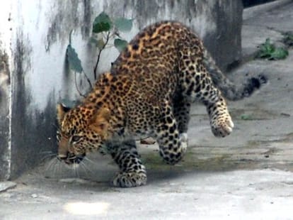two leopard enter into colony in haridwar.