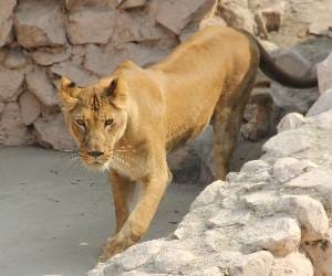 lion named nishu dying at renuka zoo.
