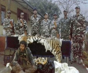 ssb arrest smuggler with tiger skin on border.