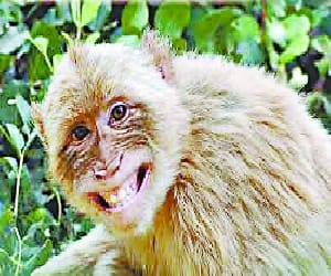compensation after dog and monkey bite.