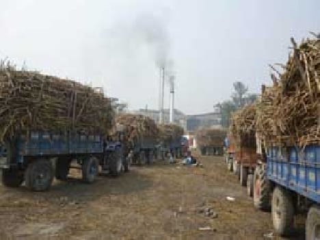 6,000 quintals of sugar production
