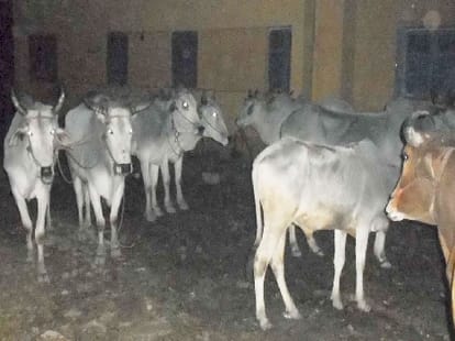 More than 44 lakh animals get killed in UP.