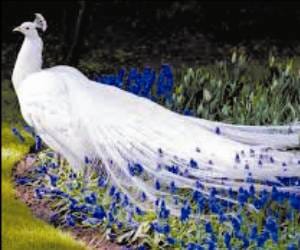 White Peacock in Chhatbir Zoo, Chandigarh