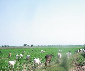 Rudraksh plantation in Ju campus