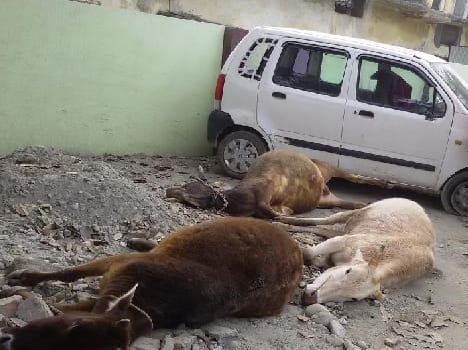 WagonR store crashed into the death of a bull