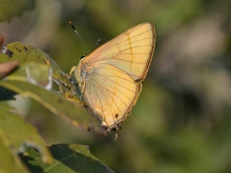 Rare butterfly emerged