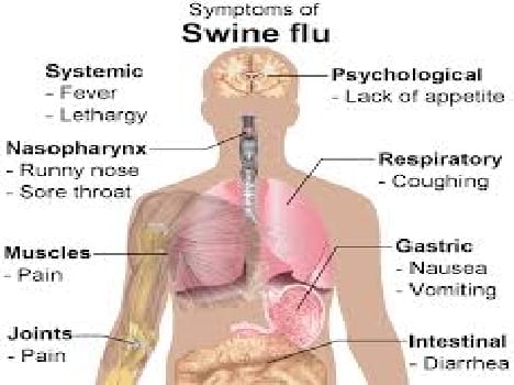 Australian woman not infected by swine flu