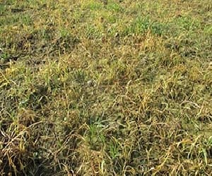 Farmers get cheap plot in noida