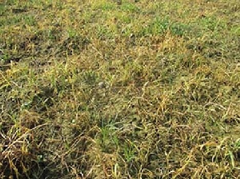 Burnt to the ground in revenge wheat