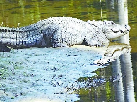 Change the behavior of crocodiles