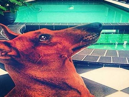 Activist allegedly molested by mob while sterilising a dog