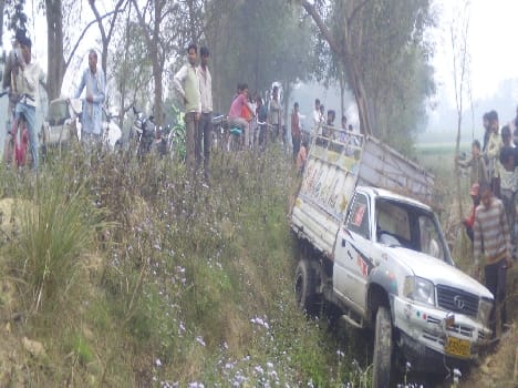 Were taken to slaughter animals to turn full pickup , five animals died