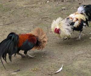 betting of 1 million on cock fighting, 19 arrested