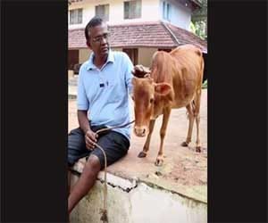worlds shortest cow