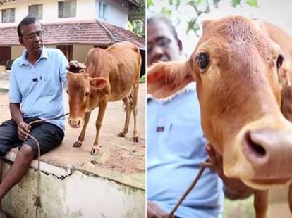 worlds shortest cow