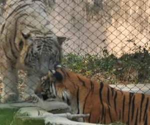 first zoo built in jammu