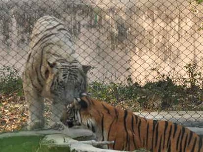 mp minister weired demand on tiger and lion.