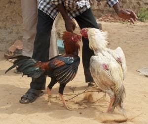 Horrible Exposure by Accused about Cock Fighting 