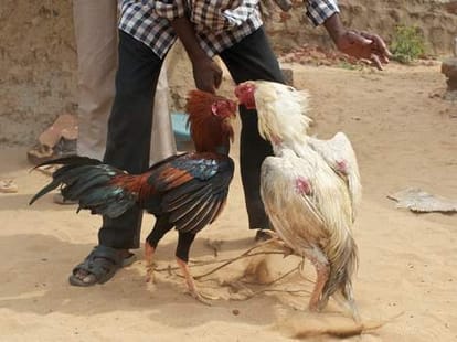 communal violence in up due to cock