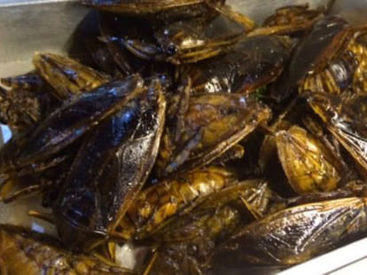 Crispy and delicious insects, eat with taste