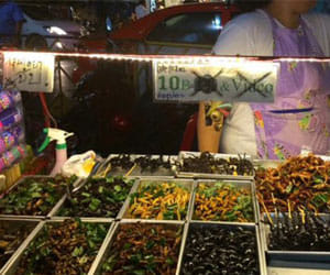 Crispy and delicious insects, eat with taste