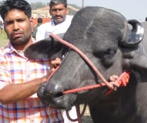 omg: very costly animal just 3 year old