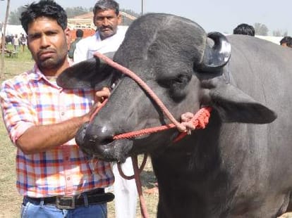 omg: very costly animal just 3 year old