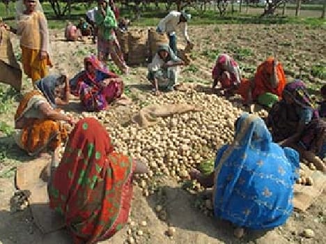 Weathering the potato farmers devastated