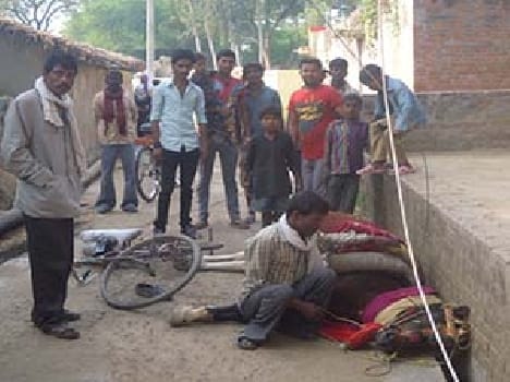 Current scorching the elderly , horse death