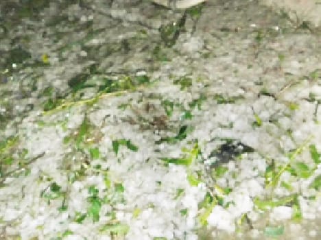 crops effected due to heavy rain