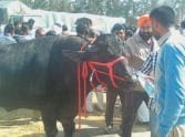 one died in sambhal
