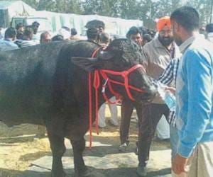 omg! 5 year old buffalow in ndri karnal 