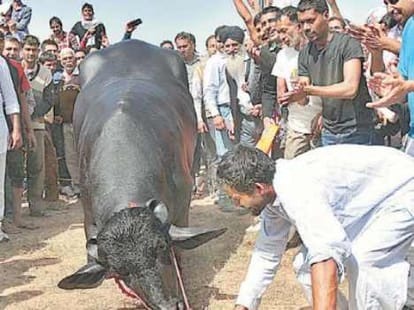 Vicky donor buffalo in gurgaon
