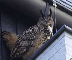 holland's owl a nightmare today