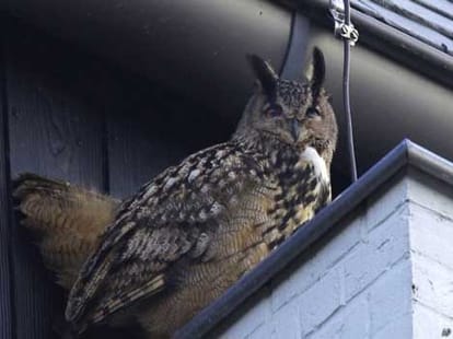 holland's owl a nightmare today
