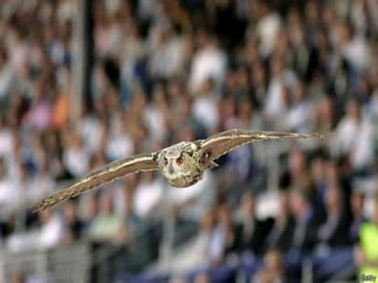holland's owl a nightmare today