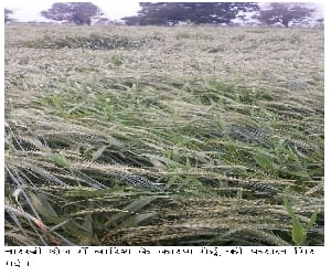 harvest damage in uttarakhand.