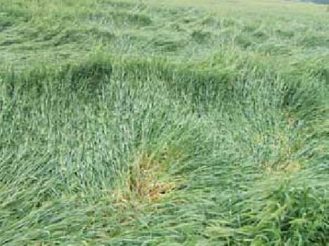 Sleet havoc on crops
