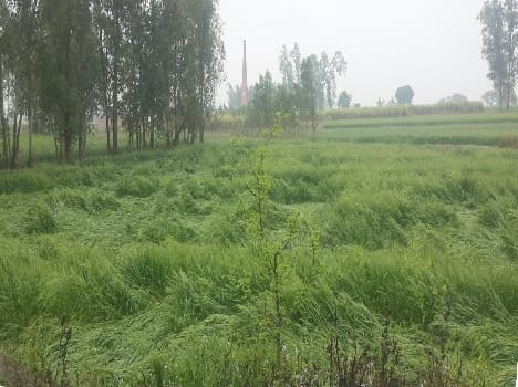 Farmers in the cold rain had increased sweating