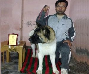 OMG price of dog 4 million