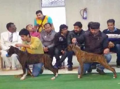 OMG price of dog 4 million