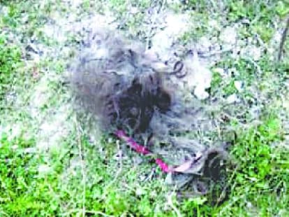 Teacher give punishment, cut student's hair in himachal.