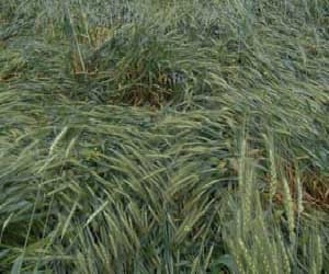 After the storm of rain havoc on wheat