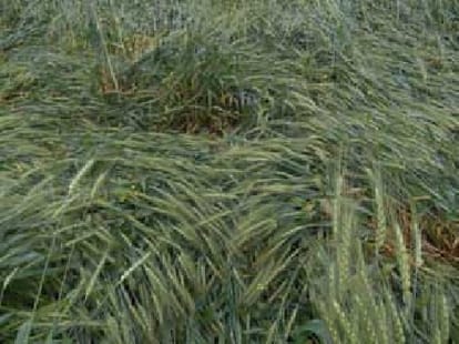 huge destruction of crop in punjab, haryana due to rain